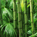 All About the Climatic Conditions for the Growth of Bamboo