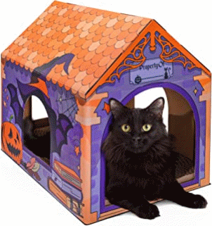 pet-gift-ideas-html-fdd81c66edc89fcd-1.gif