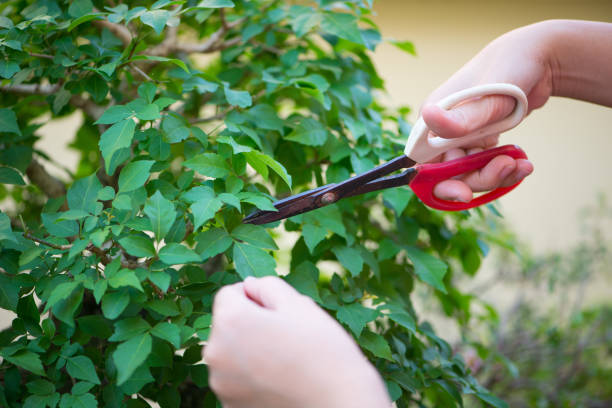 prune the trees